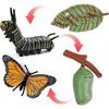 4-Piece Monarch Butterfly Life Cycle Kit,Educational Nature Learning Tool for Kids and Students