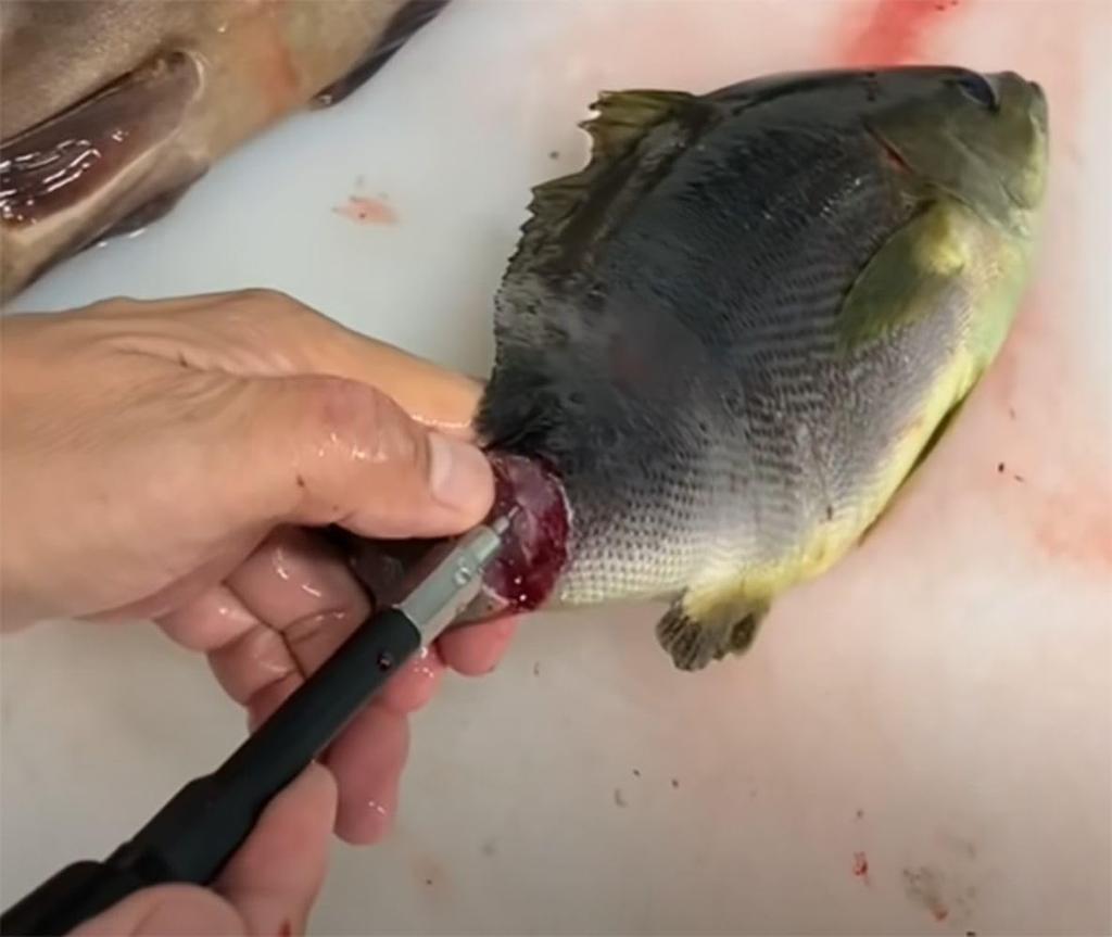 Hapyson Blood Drain Pump YH-350 Tsumoto-style