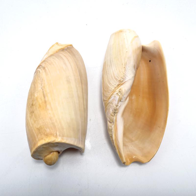 Large Conch Seashell Ornament for Wall Decor, Aquarium Aquascaping, and Sea Sound Collection