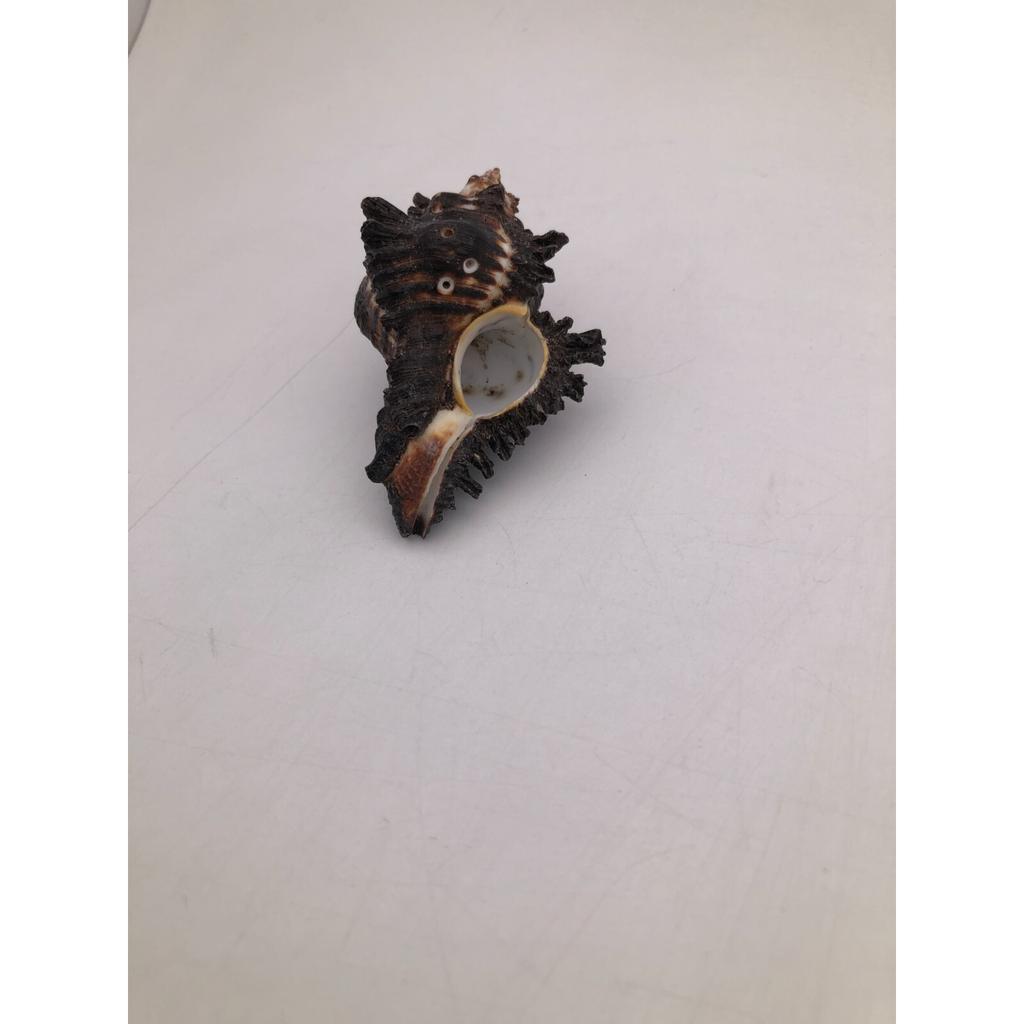 Natural Shani Sankh for Puja. 8 Cm JL286093830033