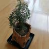 Irregular Tree Stump Shape Imitation Wood Flowerpot Cement Pile Log Planter  Gardening