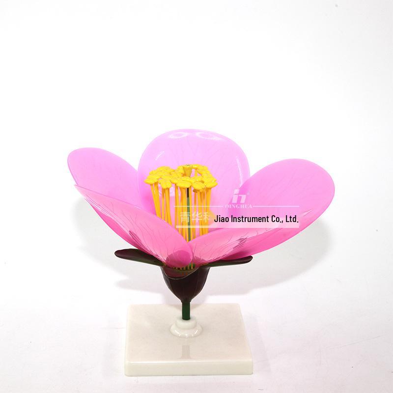 Peach Blossom Internal Structure Model for Biology Experiments