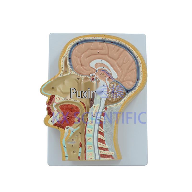 Sagittal Human Brain Head Model for Medical Teaching and Nasal Cavity Anatomy 27x20x6 cm