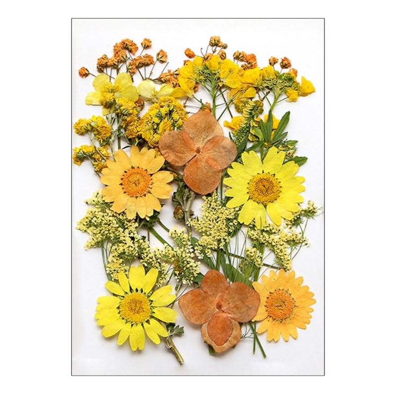 Dried Pressed Flower for Resin Molds Natural Dry Flower Leaves for Art Craft Supplies Scrapbooking Jewelry Making 6XDE