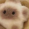 Latest Soft Squeeze Capybara Plush Keychain Plush Stuffed Cartoon Chirping Kapibara Pendant Keyring Squeak Capibara Doll Children