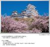 Yanoman in Jigsaw Japanese Thousand Cherry Blossoms and Himeji Castle Includes a piece request a a service and a jigsaw puzzle instruction (Yanoman)