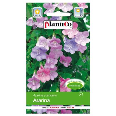 Asarina-Blumensamenmischung für den Garten