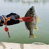 Plastic Fishing Pliers Grip Holder Fish Gripper Catcher Fish Control Clamps Fishing Accessories for Most Freshwater Fish
