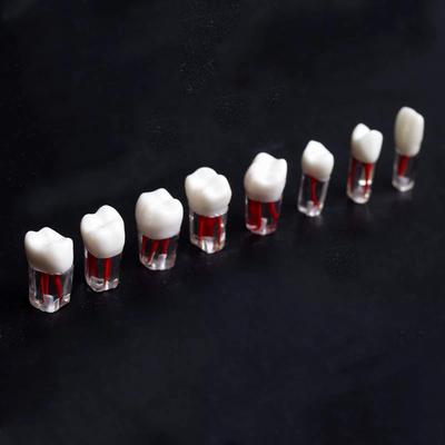 5/10Pcs Dental Teeth Model Endodontic Practice Root Canal Block Pulp Cavity Resin Study Tooth Dentistry Teaching Material