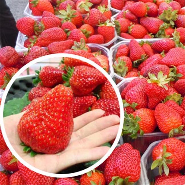 Organic Fruit Vegetables 