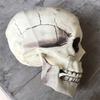 Creepy Plastic Open Mouth Skeleton Haunted House Decor Halloween Prop
