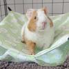 Comfortable Pet Hammock Breathable Hammock Swing Toys  Sugar Glider Squirrel Ferret