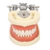 Standard Teeth Model Dental Teaching Standard Typodont Demonstration Soft Gum Teeth Model with 32 Teeth