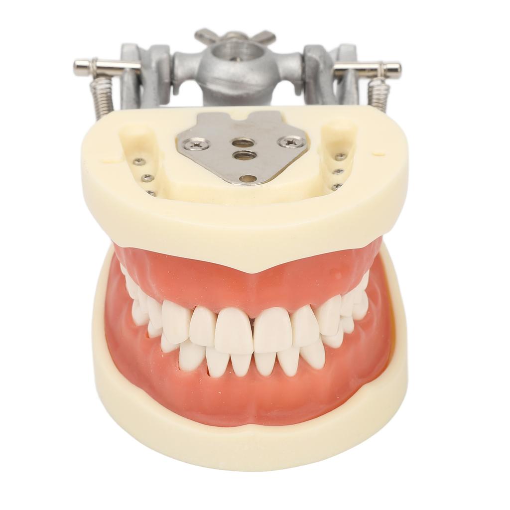 Standard Teeth Model Dental Teaching Standard Typodont Demonstration Soft Gum Teeth Model with 32 Teeth