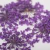 Suszone Kwiaty Do Zdobień Paznokci Mollylac Purple 5Szt