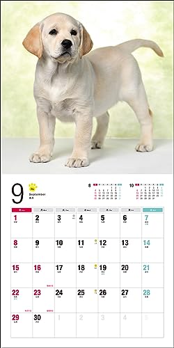 Calendrier 2024 Labrador Retriever (Calendrier Seibundo Shinkosha)