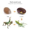 Realistic Sea Turtle, Frog, Snail, and Chick Growth Cycle Figurines for Kindergarten Montessori Learning