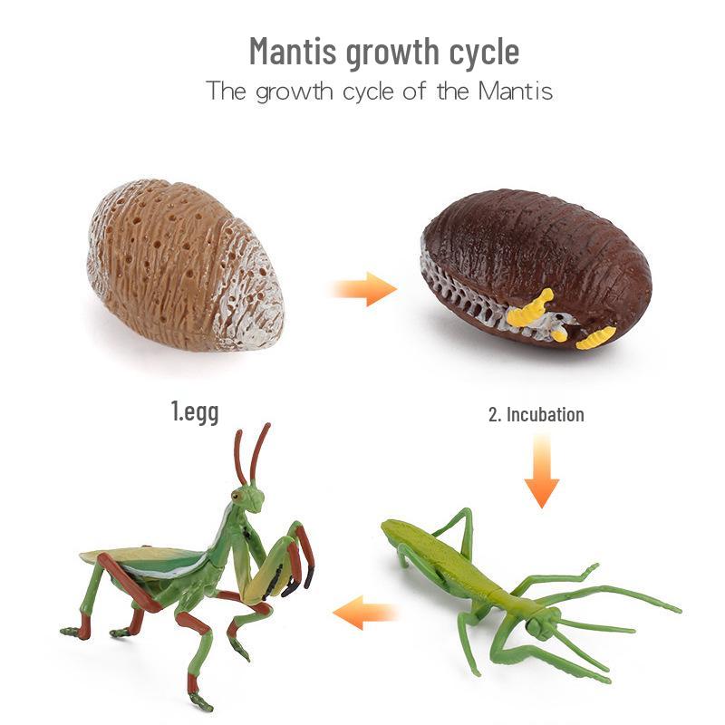 Realistic Sea Turtle, Frog, Snail, and Chick Growth Cycle Figurines for Kindergarten Montessori Learning