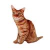 3D Tiger Muster Katze Puppe Kissen - Kreatives Katze Stern Geburtstagsgeschenk
