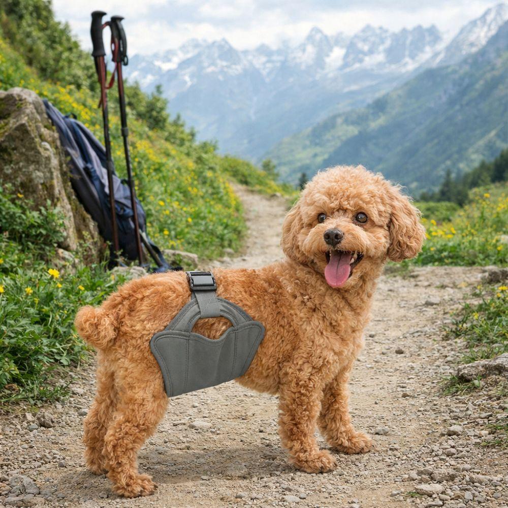 Leak Proof Male Dog Physiological Pants Adjustable Washable Dog Diapers Reusable Breathable Dog Politeness Belt Outdoor Walking