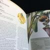 [USED] Tropical Fruits Encyclopedia Indonesia Fruits Illustrations Foreign Books English