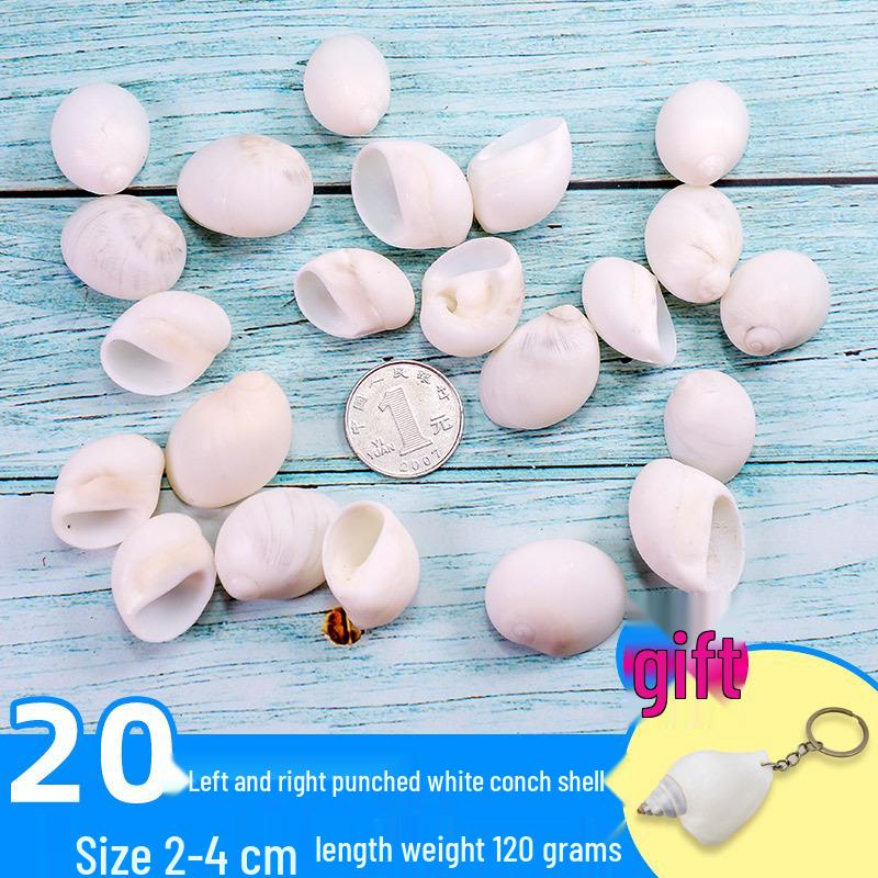 Handmade Decorative Seashells & Starfish for Fish Tanks: Landscaping, Painting, Specimens, Whelks, Hermit Crabs