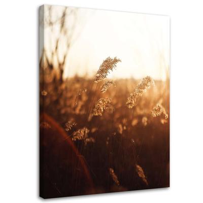 Canvas Print, Meadow In the Sun
