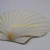 49MD Bulk White Scallops Shells for Painting, Baking, Ocean Themed Party Large Seashells Assortment Beach Decors