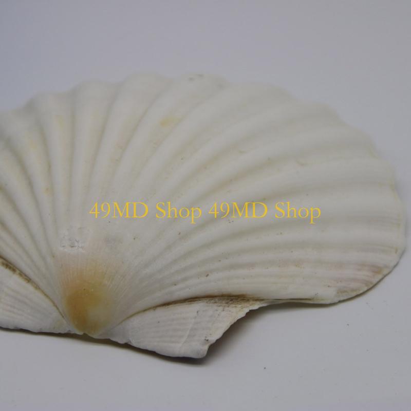 49MD Bulk White Scallops Shells for Painting, Baking, Ocean Themed Party Large Seashells Assortment Beach Decors