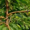 10Pcs Anti-Slip Fruit Tree Branch Puller High-Strength Branch Shaping Device  Tree Sapling