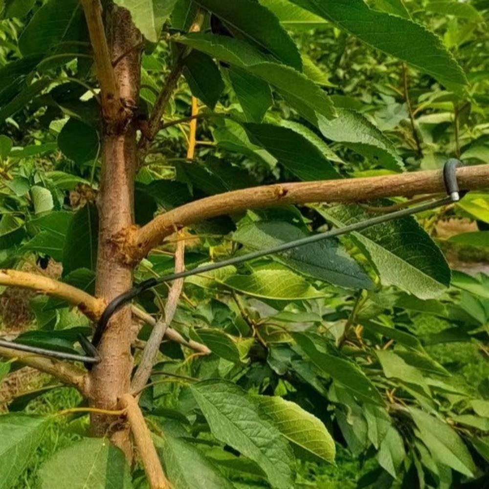 10Pcs Anti-Slip Fruit Tree Branch Puller High-Strength Branch Shaping Device  Tree Sapling