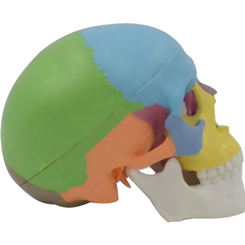 Modelo de Caveira Mini Colorido, Destacável em 3 Partes, Referência Anatômica para Arte/Ensino, Esqueleto Portátil