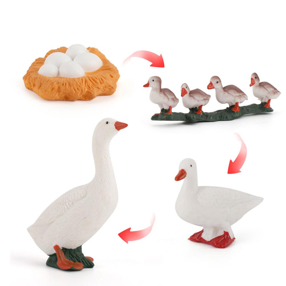 Growth Cycle Miniature Cycle Duck Figurine White Goose Growth Cycle Simulation Life Cycle Figures
