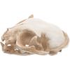 Amosfun Halloween Tier Gruselige Skelett Requisiten Harz Katzen Schädel Modell Figur Aquarium Fischbecken Landschaftsdekorationen