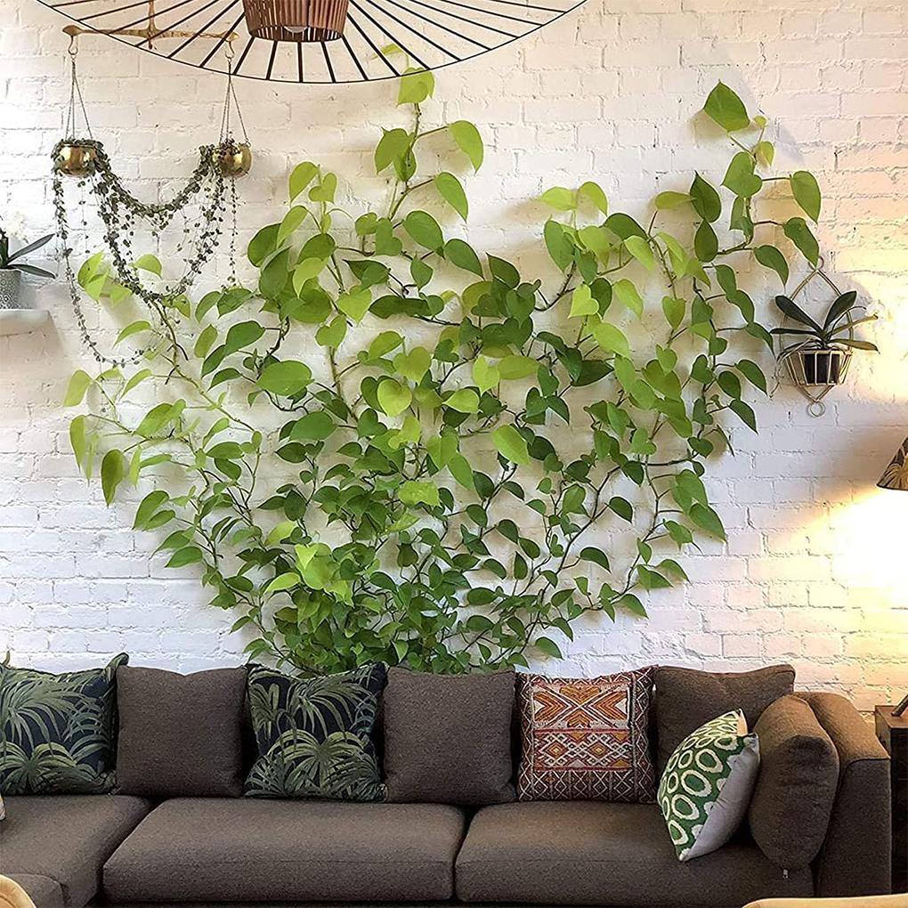 Plants Fixture Wall Climbing Fastener Wall-mounting Vine Supporting Hooks Fixing Gardening Clips Accessories Courtyard