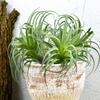 Artificial Plant Succulents Air Plants Pineapple Leaf Flower Heads Small Home Decoration Ornaments