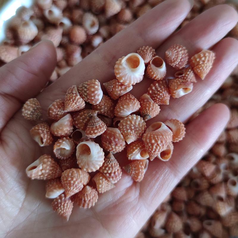Natural Conch Red Pigment Shell for Aquarium Landscaping & Hermit Crab Replacement