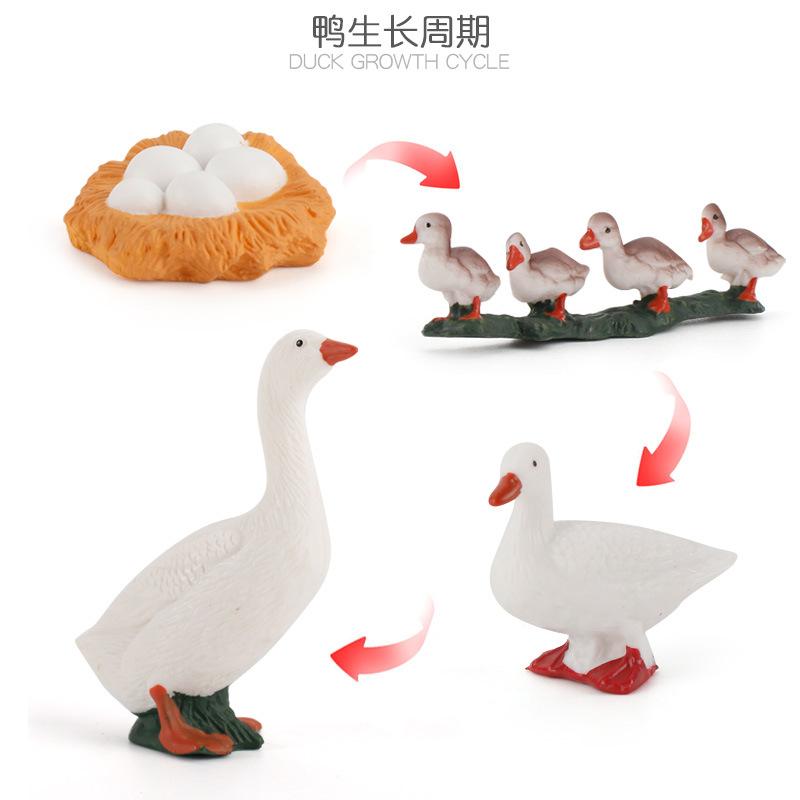 Life Cycle Board Montessori Kit Biology Science Education Toys For Kids Sensory Tray Animal Figure Life Cycle Sorting Wooden Toy