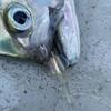 Surf Bluefish New Style 6cm 1.2g Japan Trolling Fishing Lure Fishing Swimbait Decoys Spoon Bait