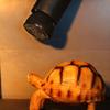 1Pc Reptile Pet Box No Light Far Infrared Ceramic Heating Lamp E27 Small Mini Heat Lamp 25W 50W 75W Mini Pet Heating Lamp