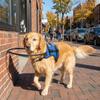 Breathable Blind Dog Safety Bumper Reflective Blind Dog Harness Pet Collision Collar  Pet Safety