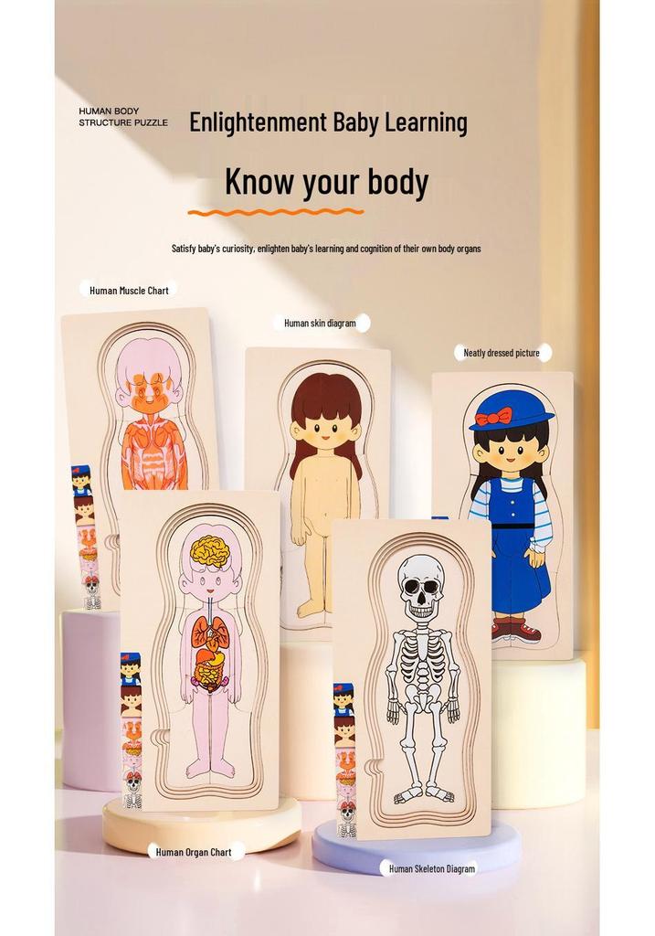 Early Childhood Educational Wooden Puzzle: Multi-layer Body, Brain & Organ Development Toy