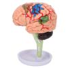 4D-anatomisches Gehirn-Montagemodell, klare Struktur, Vinyl-Simulation, Gehirnmodell zum Lernen