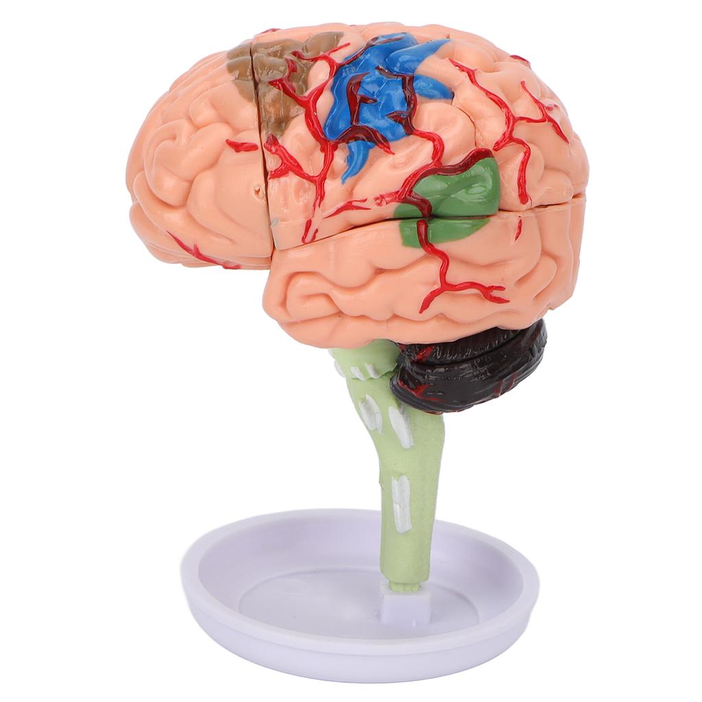 4D-anatomisches Gehirn-Montagemodell, klare Struktur, Vinyl-Simulation, Gehirnmodell zum Lernen