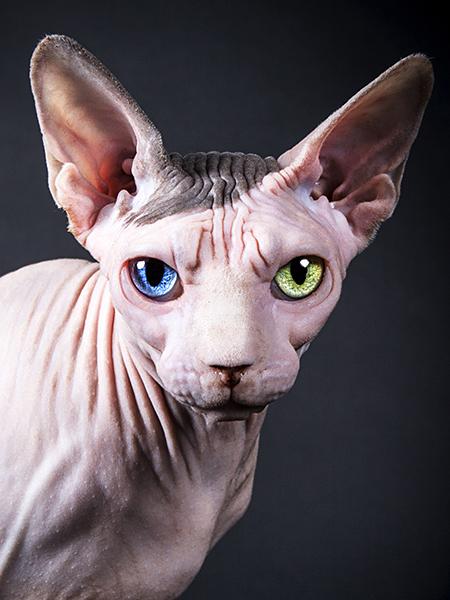 

Новое поступление алмазная живопись кошка 5D DIY Алмазная вышивка распродажа полная квадратная круглая мозаика животные подарки ручной работы Full Round 20x25CM