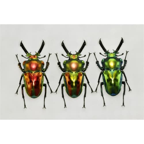 BACALYSO | Nirvana Rainbow Stag Beetle Figure, Lucanidae, 7.3cm, Includes Box, Refrigerator Attachment, Magnetic Ornament, Realistic Adult, Illustrate