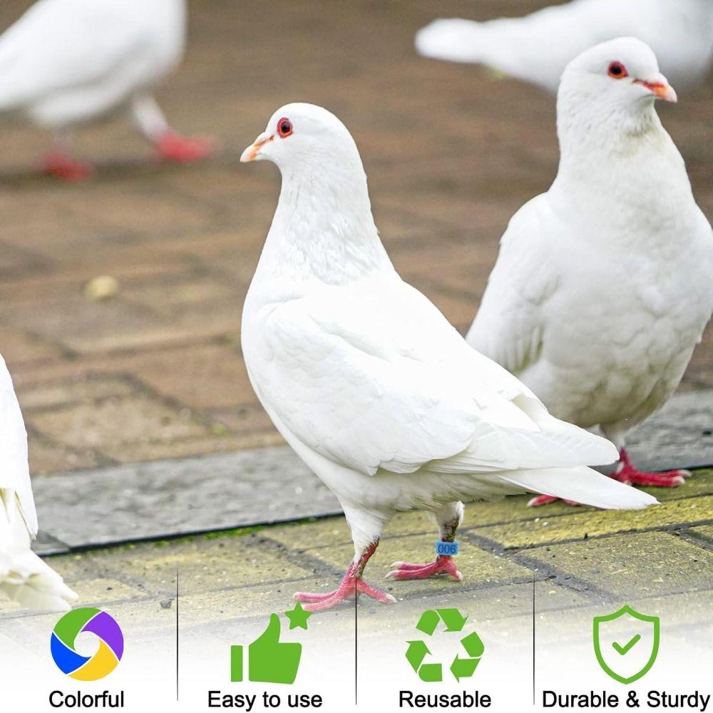 100 Stück Kunststoff Geflügel Fußbänder Gemischte Farbe Band Fußring Hühneridentifikation