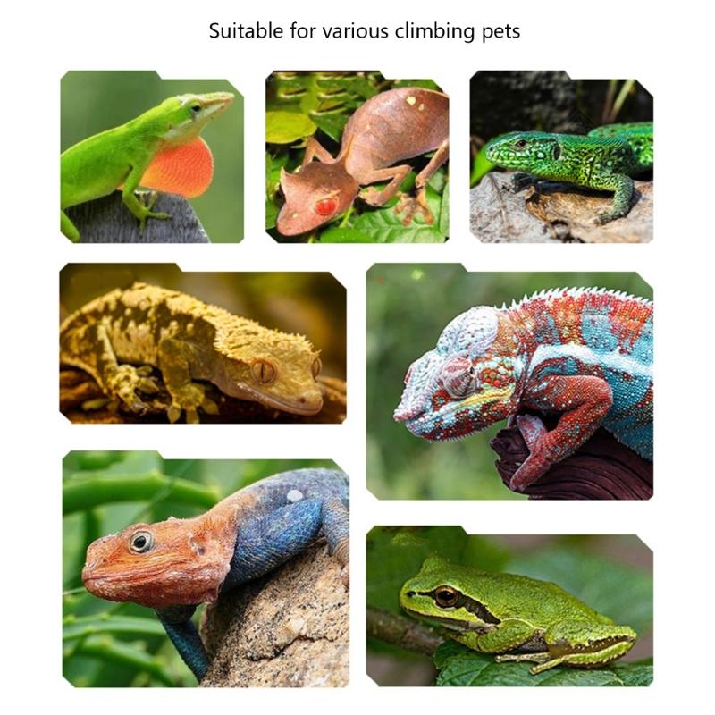 Lizards Basking Platform Tanks Accessories Leaf Shape Bearded Dragon Basking Platform with Suction Cup Decorations