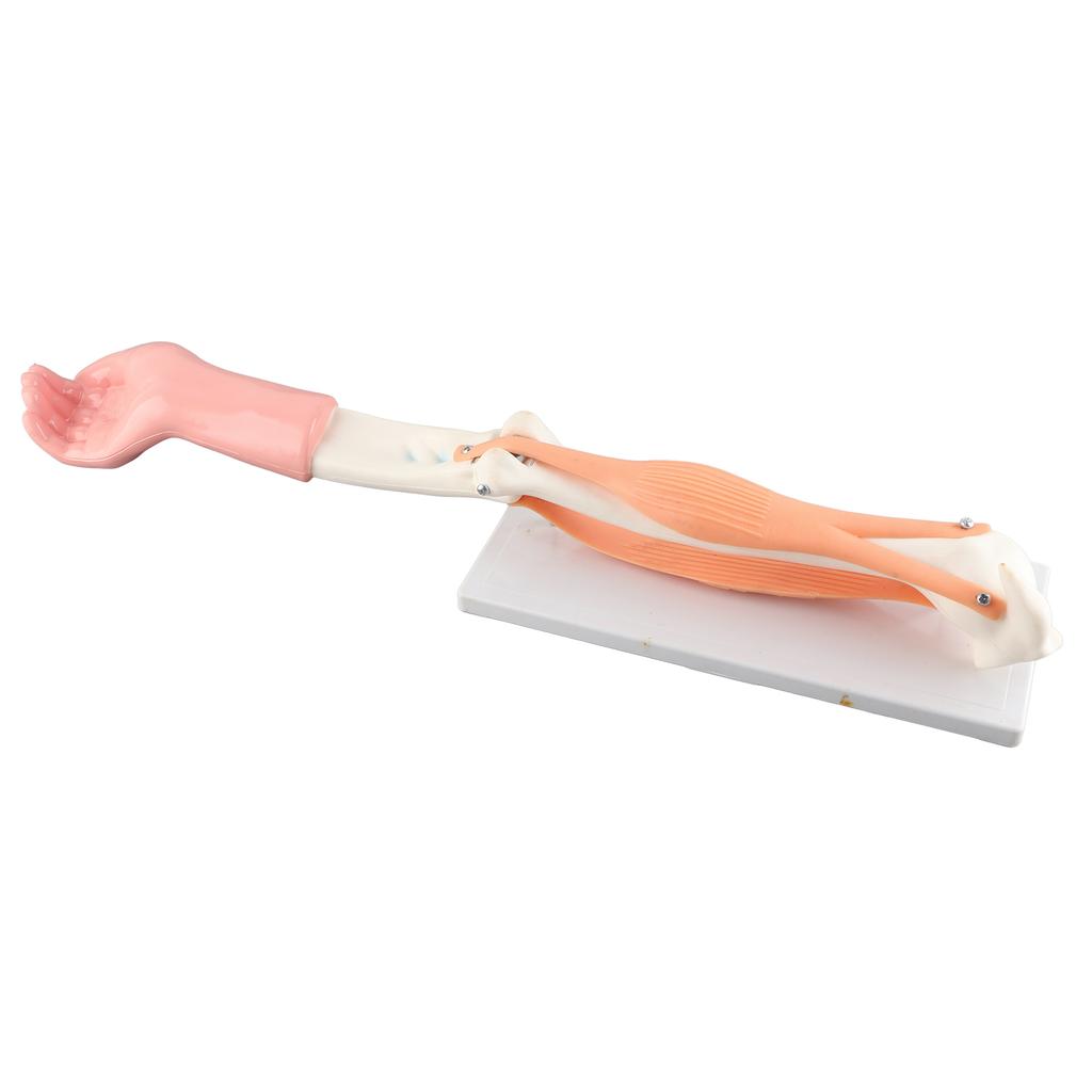 Arm Moving Model Anatomical Elbow Joint Motion Model Primary School Teaching Accessory