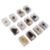 12 Pcs Real Bug Specimens Transparent Resin Science Education Classroom Bug Specimen Sample